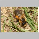 Andrena flavipes - Sandbiene w002b 10mm - OS-Wallenhorst-Sandgrube-det.jpg